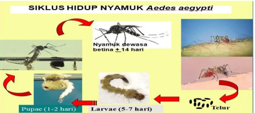 Gambar 6. Siklus hidup nyamuk Aedes aegyti  Sumber   : Depkes, 2010 