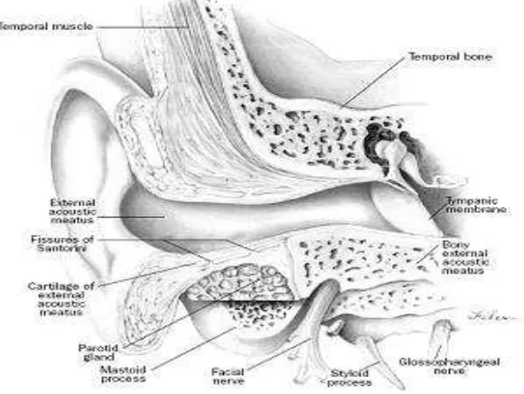 Gambar 2.1. Anatomi telinga 