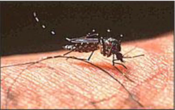 Gambar 7. Nyamuk Aedes aegypti (WHO, 2012). 