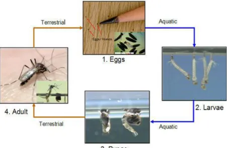 Gambar 1. Siklus Hidup Nyamuk Aedes aegypti (CDC, 2012) 