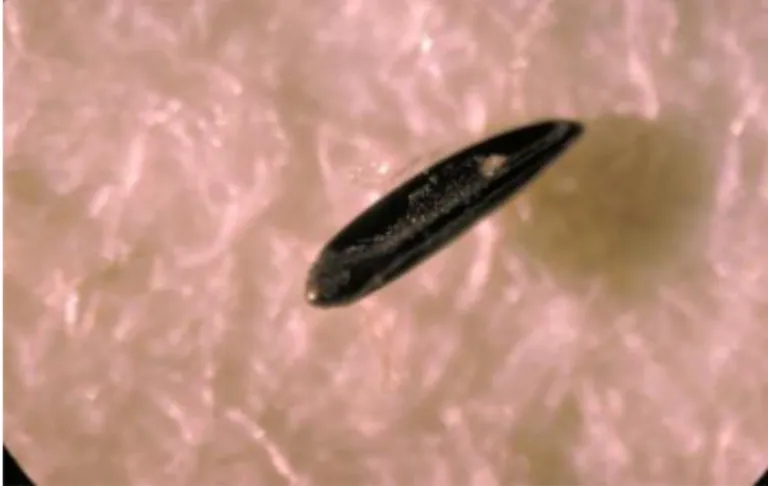 Gambar 2.Telur Aedes aegypti (Center for Disease Control, 2012). 