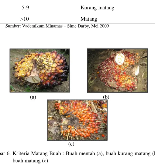 Gambar 6. Kriteria Matang Buah : Buah mentah (a), buah kurang matang (b) dan  buah matang (c) 