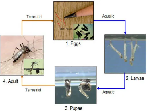 Gambar 7. Siklus perkembangan nyamuk Aedes aegypti  (CDC, 2012). 