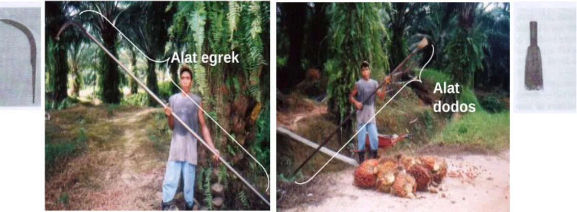 Gambar 2. Alat Panen Sawit yang Sekarang Umum Digunakan dalam Perkebunan Kelapa Sawit 