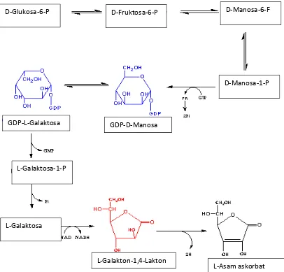 Gambar 8. Jalur Smirnoff-Wheeler untuk biosintesis L-askorbat tumbuhan 