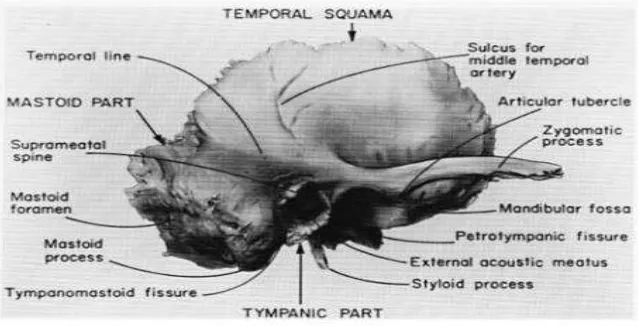 Gambar 2.2. Tulang temporal kanan, gambaran lateral.   Sumber : Ballenger’s Otholaryngology Head and Neck Surgery Ed.16 