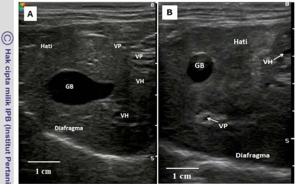 Gambar 7 Sonogram organ hati bagian kiri hati dengan arah transduser sagital; VP, vena porta; VH, vena hepatika