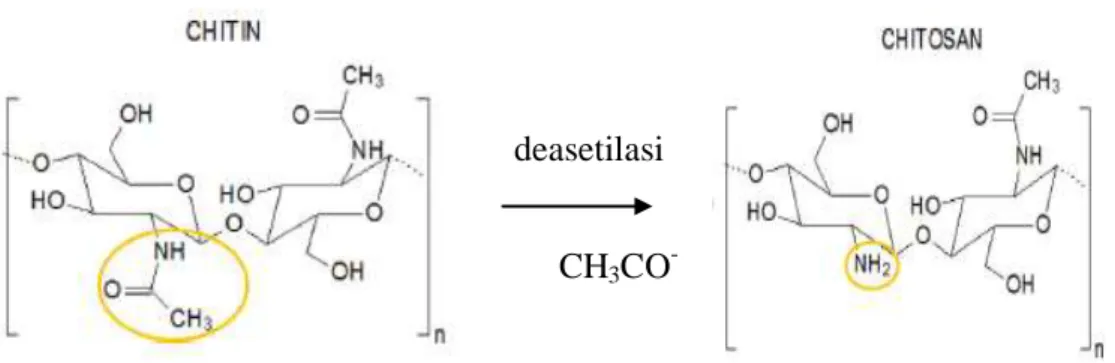 Gambar 2.1 Perubahan struktur kitin menjadi kitosan  (Sumber: Muxika et al, 2017) 