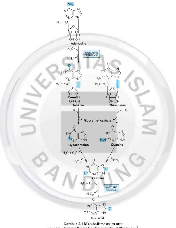 Gambar 2.1 Metabolisme asam urat 