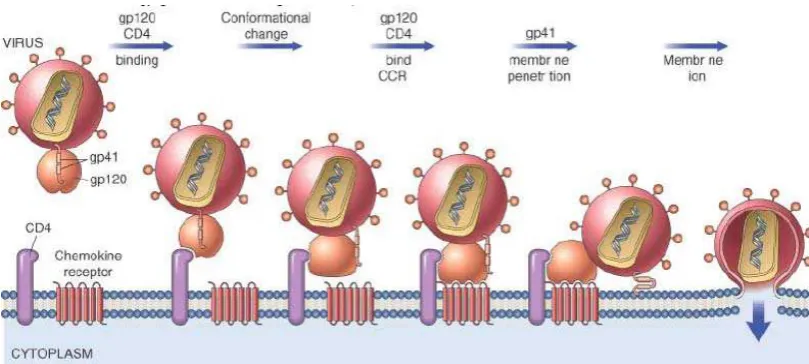 Gambar 2.6.  Mekanisme HIV Menginfeksi  Sel (Pathologic Basic Of 