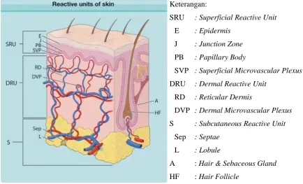 Gambar 2.1. Struktur Lapisan Kulit Sumber: 