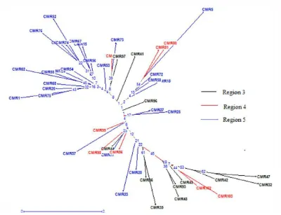 Gambar 4. Pohon Phylogenetik dari 47 Aksesi Sumberdaya Genetik Asal Kamerun dengan Metode Neighbor - Joining 