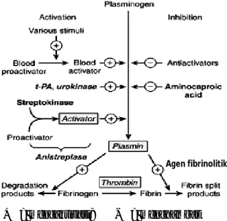 Gambar 2.1 Mekanisme  kerja  agen  fibrinolitik  dalam  sistem  fibrinolisis (Sumber:  Katzung, 2006)