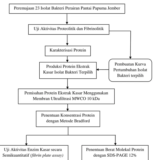 Gambar 3.1 Diagram  alir  skrining agen fibrinolitik  isolat  bakteri  dari  Perairan  Pantai Papuma Kabupaten Jember