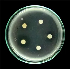 Gambar 4.4 Aktivitas fibrinolitik  protein ekstrak kasar dari isolat bakteri  WU  021055* secara semikuantitatif pada Media Fibrin Agar, (a) supernatan bebas sel; (b)