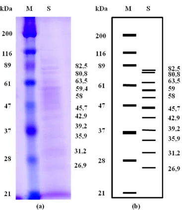 Gambar 4.5 Hasil SDS-PAGE protein ekstrak kasar dari isolat bakteri WU 021055*, (a) hasil running SDS-PAGE; (b) visualisasi  SDS-PAGE; (M) marker protein HMW; (R) retentate