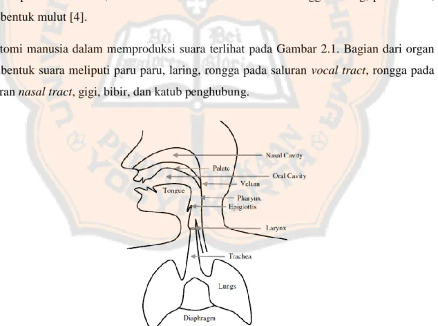 Gambar 2.1. Anatomi Organ Tubuh Pembentuk Suara [3] 
