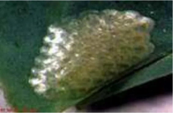 Gambar 7. Telur C. binotalisSumber : http://ditlin.hortikultura.go.id Zell.       