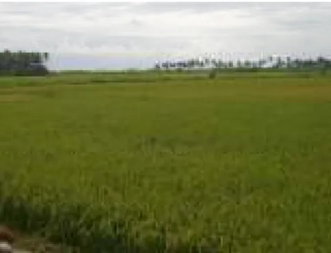 Gambar 60. Dataran Aluvial Sungai Progo yang ditanami padi,  Trisik Kulon Progo (Sumber : Foto Lapangan, 2006) 