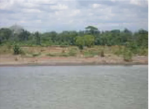 Gambar 62. Tanggul Alam Sungai Opak, Depok Bantul  (Sumber : Foto Lapangan, 2006) 