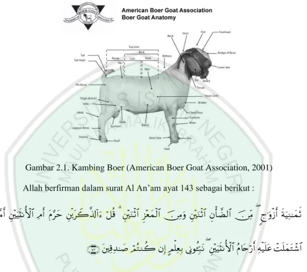 Gambar 2.1. Kambing Boer (American Boer Goat Association, 2001)  Allah berfirman dalam surat Al An’am ayat 143 sebagai berikut :  
