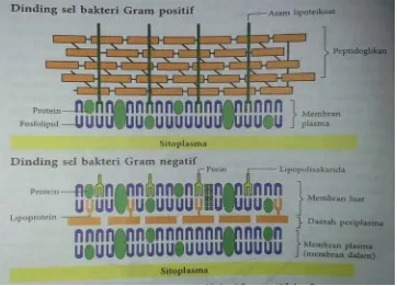 Gambar 2.1 Struktur dinding sel bakteri Gram Positif dan Gram Negatif  