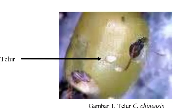 Gambar 1. Telur C. chinensis Diakses dari : www.nhmus.hu/-gyorgy/zsiklista.html. 1 Februari 2010