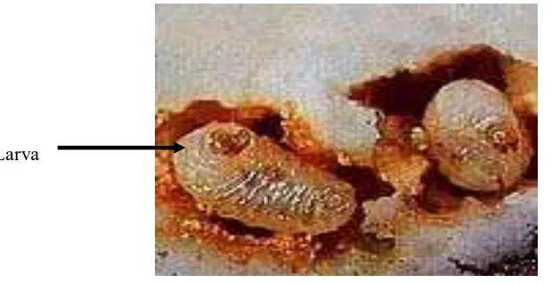 Gambar 2. Larva C. Chinensis 