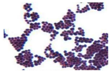 Gambar 2.1 Bakteri Staphylococcus aureus 
