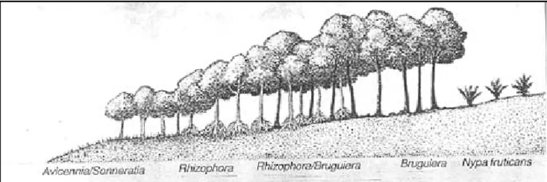 Gambar 1. Tipe zonasi mangrove dari laut ke darat (Bengen, 1999) 