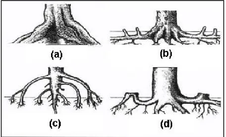 Gambar 2. Tipe-tipe akar mangrove (a) akar papan (b) akar cakar ayam     (c) akar tunjang (d) akar lutut (Bengen, 1999) 