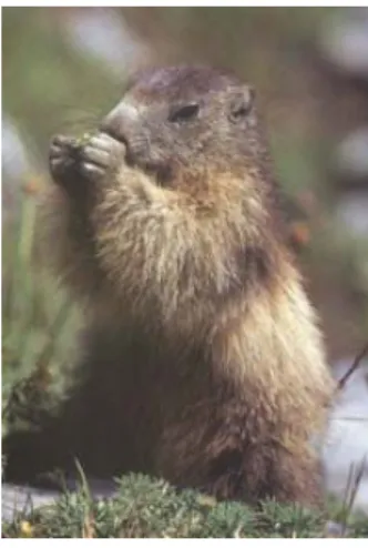 Figura 1. Las marmotas utilizan las dos manos para manipular el alimento que consumen