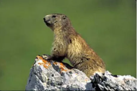 Figura 1. Imagen de una marmota en actitud vigilante. © Javier Ara.
