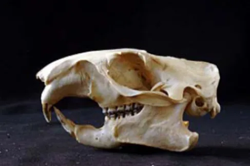 Figura 2. Cráneo de marmota alpina (Marmota m. marmota) en norma lateral. Colección IPE  M94081002