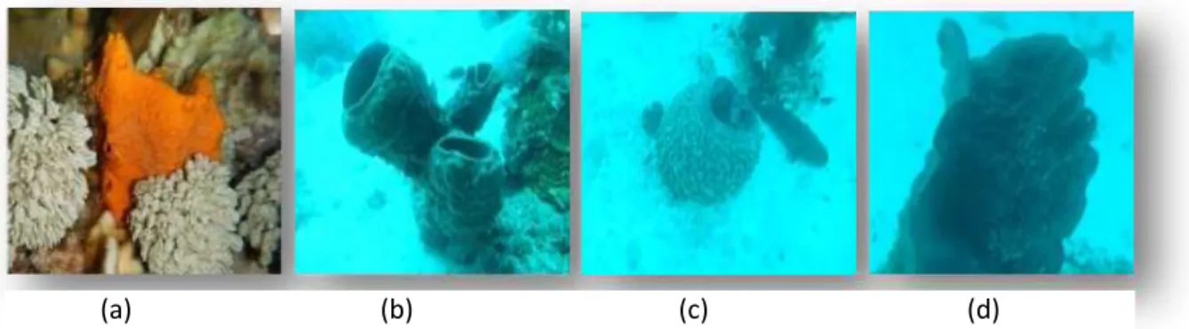 Gambar 2. Jenis spons yang ditemukan pada lokasi penelitian. (a) Stylotella sp., (b) Petrosia sp.,  (c) Xestospongia sp., dan (d) Petrosia sp