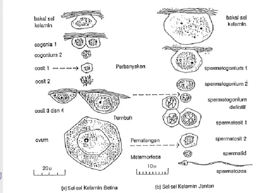 Gambar 13.  Perkembangan sel-sel kelamin kerang di dalam folikel gonad    (Tranter 1957 in Tetelepta 1990) 