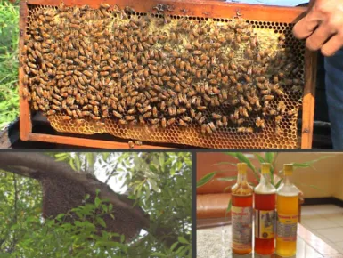 Gambar 6. Potensi madu sebagai salah satu hasil hutan non kayu 