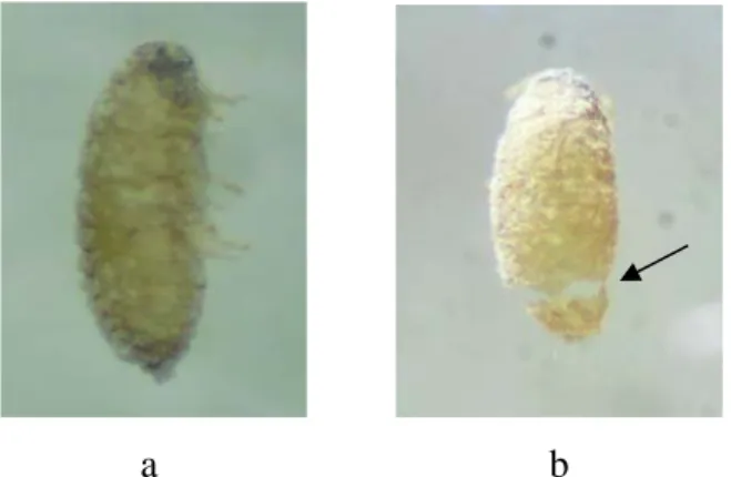Gambar 2  Nimfa kutu putih pepaya yang terparasit. Mumi kutu putih pepaya (a)  dan lubang keluar parasitoid (b) 