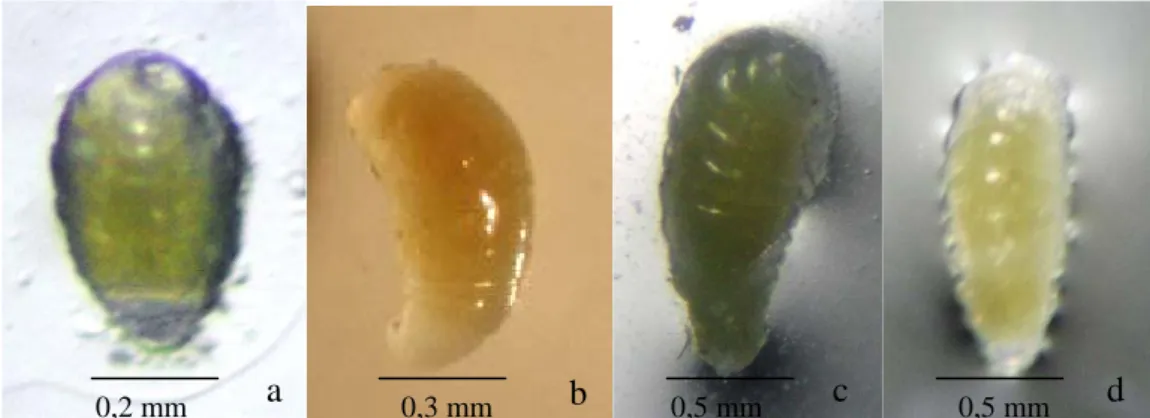 Gambar 4  Larva parasitoid A. papayae. Pembedahan pada hari ke-4 (a), ke-5 (b),   ke-6 (c) dan ke-7 (d) setelah inang terparasit 