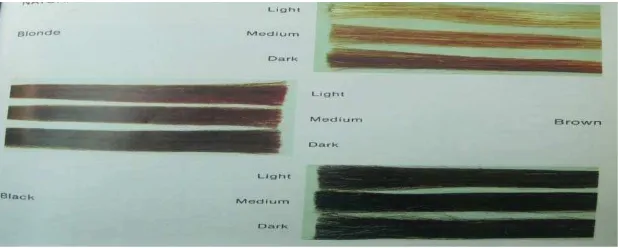 Gambar 3.1 Natural color levels (Dalton, 1985) 