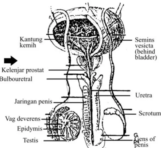 Gambar 1.4 Struktur Penis dengan saluran sperma (Sumber:Campbell,  1994:520) 