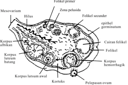 Gambar 1.7 Sayatan membujur ovarium 