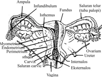 Gambar 1.8 Diagram Struktur Uterus dan Organ Reproduksi Lainnya 