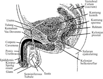 Gambar 1.1 Sayatan membujur Organ Reproduksi laki-laki  (Sumber : Hapson. 1990, hal.309) 