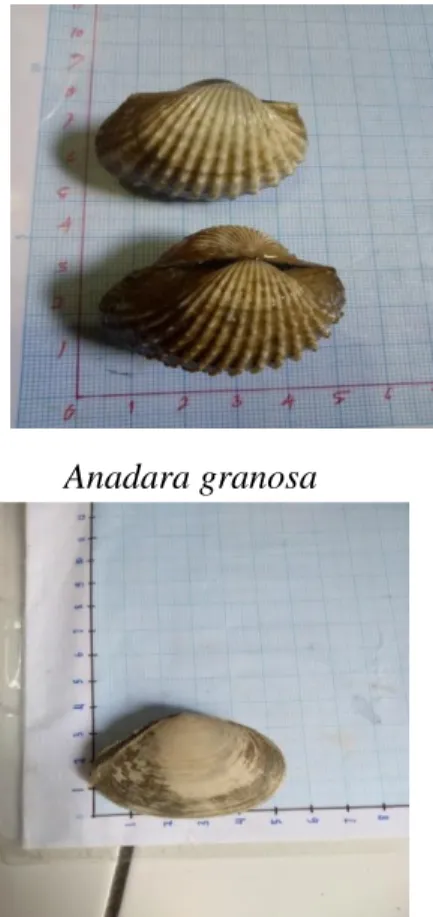 Lampiran 4. Gambar Bivalvia 