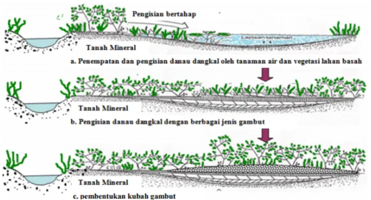 Gambar 2. Proses pembentukan gambut di Indonesia (Noor, 2001)