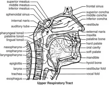 Gambar 1. Anatomi nasofaring (Dikutip dari : Anatomi Nasofaring [ cited 2010 Jan 5].  Available from: http://www.cliffsnotes.com/study_guide/Structure-of-the-Respiratory 