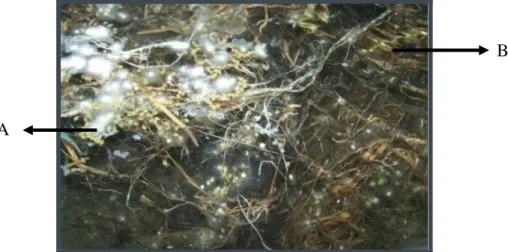 Gambar 3.  Bentuk  infeksi  Saprolegnia  sp.  pada  telur  gurami  di  pembenihan  tradisioan