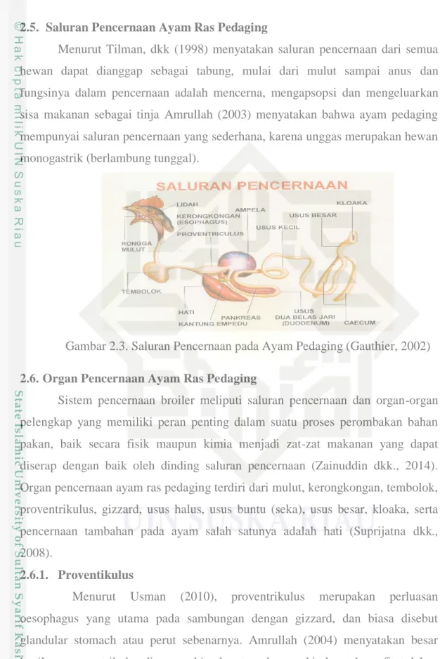 Gambar 2.3. Saluran Pencernaan pada Ayam Pedaging (Gauthier, 2002)  2.6. Organ Pencernaan Ayam Ras Pedaging  