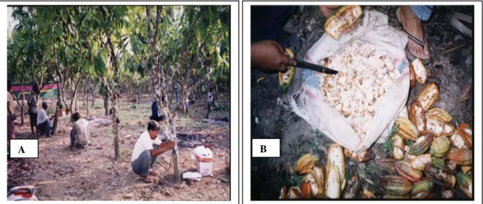 Gambar 4. (A) Perawatan kebun kakao melalui program pemupukan kompos dari kotoran kambing di Donggala  (B) Kulit kakao yang dicacah dan siap digunakan sebagai pakan ternak 